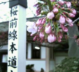 桜前線、ようやく北海道上陸 松前町でソメイヨシノ開花