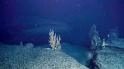 ブラジル沖大陸痕:沈没５０００万年前 遺跡確認できず