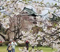 夜桜も見頃 弘前公園