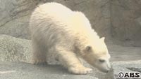 子グマの名前 ６候補を発表 男鹿水族館