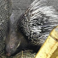 路上にヤマアラシ！２匹なお逃走中…移動動物園