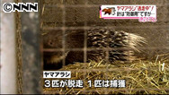 移動動物園からヤマアラシ脱走 滋賀