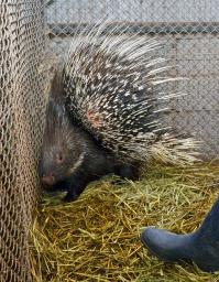 逃走のヤマアラシ捕獲 園長「施錠を徹底する」 滋賀