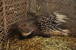 脱走:滋賀の移動動物園からヤマアラシ３匹 注意呼び掛け