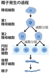 無精子症、体外受精で８０人誕生