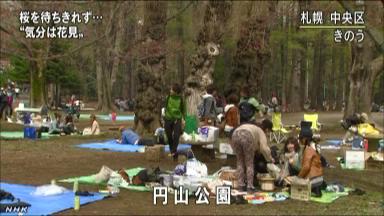 札幌でようやく桜が開花…２番目に遅い記録