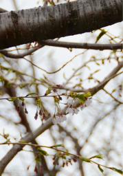 桜:札幌市で開花 ２番目に遅い記録