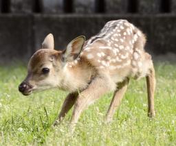 奈良公園で今年の子鹿第１号