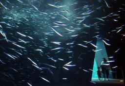 福島の水族館、サンマの群れ復活 稚魚千匹、水槽でキラキラ