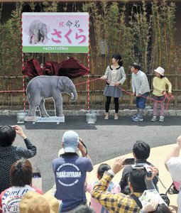 赤ちゃんゾウ、名前は「さくら」 東山動物園