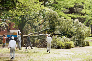 中央公園 伐採始まる 整備事業 市民抗議の中