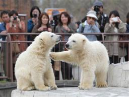 ホッキョクグマの双子、メスでした 札幌・円山動物園