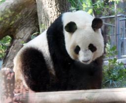 上野動物園パンダ妊娠の兆候 来月4日から展示中止