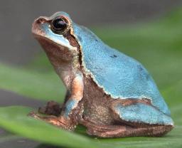 梅雨空にブルー 大分の水族館に青いアマガエル