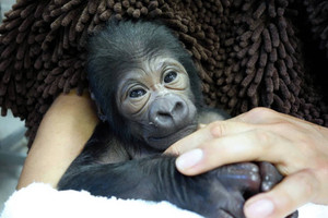 生まれたニシローランドゴリラの赤ちゃん＝東山動物園提供