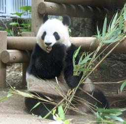 シンシン、妊娠の兆候 食べる量半分 東京・上野動物園