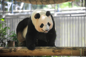 シンシン産休入り 上野動物園