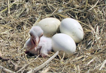 コウノトリのひなが誕生