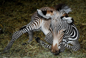 グレビーシマウマ:絶滅危惧種、初ベビー 一般公開も検討−−いしかわ動物園 ／石川