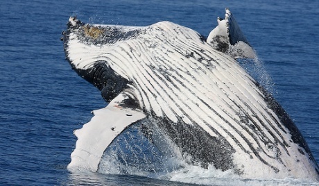 日本の調査捕鯨、豪が中止要求 国際司法裁で審理