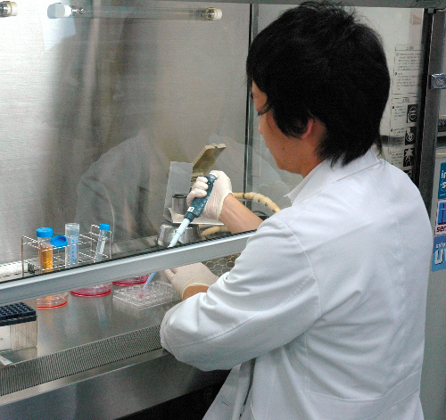 ヒトｉＰＳ細胞で肝臓作製 マウス移植、生存率大幅向上 横浜市大、世界初