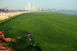 中国近海で藻が大発生、過去最大規模