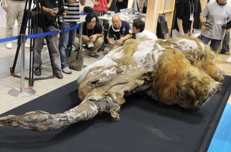 マンモスの「ユカ」、横浜で特別展開催