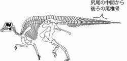 北大など、むかわ町穂別から北海道で4例目となる恐竜の化石を発見