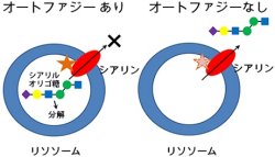 理研など、細胞小器官「リソソーム」の機能維持にはオートファジーが重要