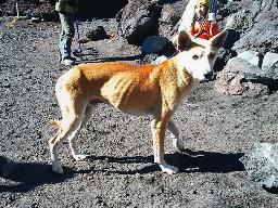 富士山頂、ワンと鳴く…はぐれた？迷い犬保護