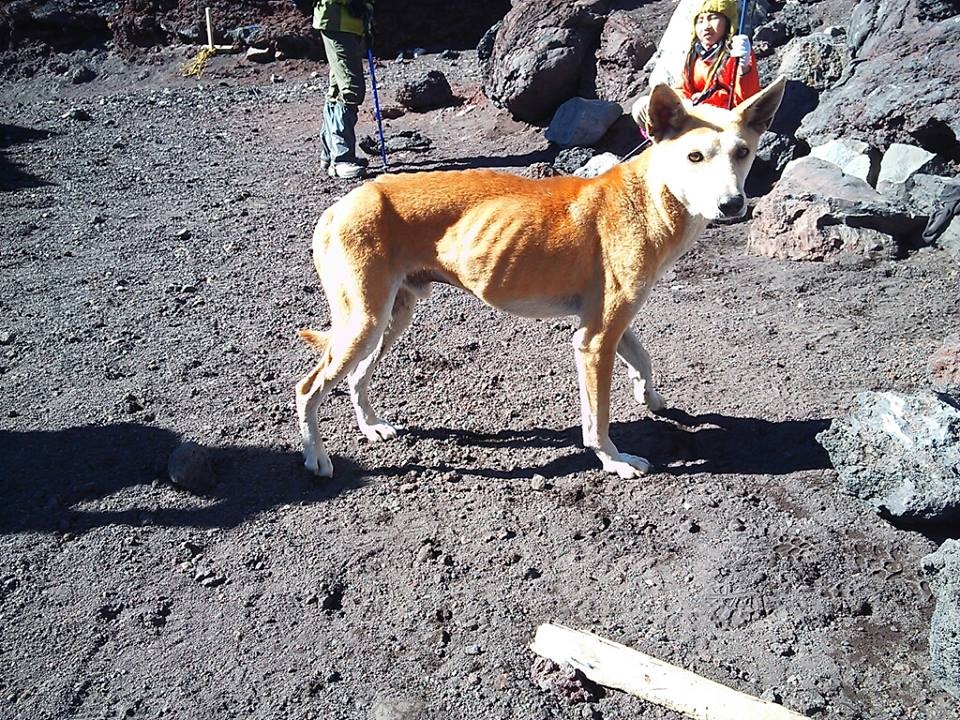 富士山での遭難急増、登山者増で課題浮き彫り