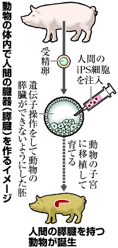 人間の臓器作製、動物体内で容認 政府調査会が条件付きで