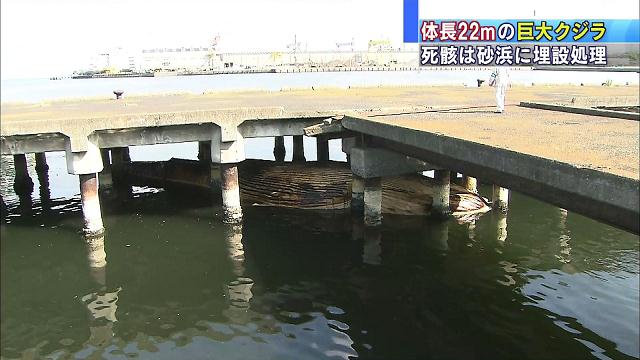 体長22m重さ50トン…漂着クジラの移送始まる