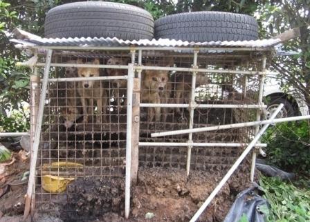 飼い犬虐待容疑で県が告発 ふんや死骸放置