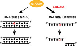 統合失調症やうつ病などの治療に期待-阪大、RNA編集に関わる酵素活性を発見