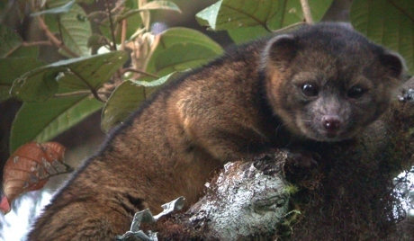 新種のアライグマ科の肉食哺乳類を発見