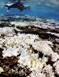 猛暑:沖縄の海面水温上昇、台風やサンゴに悪影響懸念