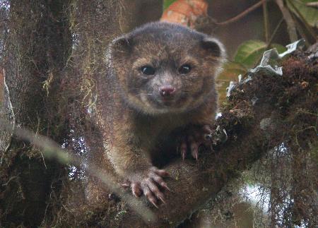 昔は動物園にいたアライグマ「新種」南米で発見