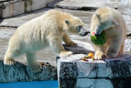 札幌にちなんで「ポロロとマルル」 双子シロクマに愛称