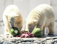 シロクマ双子は「ポロロ」と「マルル」