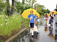 ２学期登校 秋桜見守り