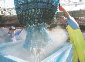 大船渡にサンマ初水揚げ 本州で今季一番乗り