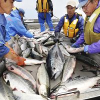 海に異変…サンマ漁でイワシ、サケの網にマグロ