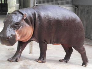 コビトカバにお婿さん 石川・能美の動物園に１０月