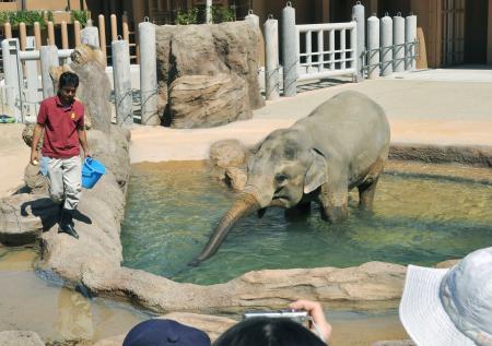 一般公開が始まったゾウ舎に大勢の市民が訪れた＝周南市の徳山動物園