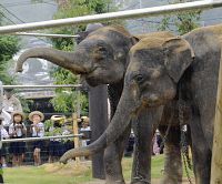 「ぞうさん」２頭公開始まる 徳山動物園