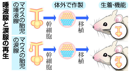 涙腺・唾液腺の再生に成功 ドライアイなど治療に可能性