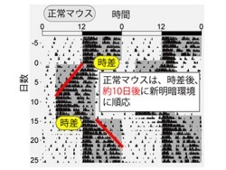 47NEWS ＞ 共同ニュース ＞ 時差ぼけしないマウス、京大 防止薬開発に期待