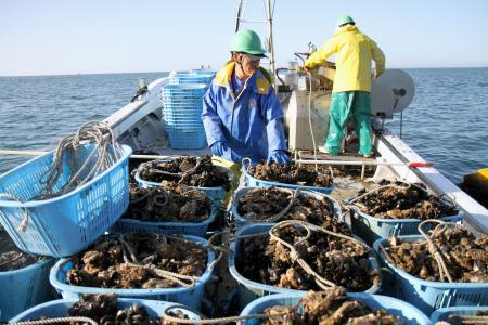 宮城・桃浦水産特区:カキ初出荷、身大きく、甘み濃縮