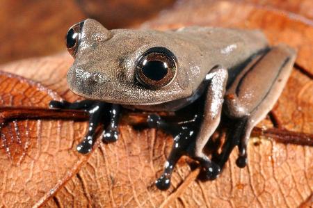 ６０種の新種とみられる生物発見、スリナムの熱帯雨林で